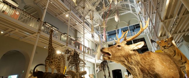 National Museum of Scotland photo